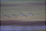 Fliegerstaffeln... Blässgänse *Anser albifrons*
