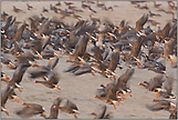 am  Niederrhein... Wildgänse *arktische Gänse*