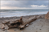 Treibgut... Ostsee *Darss*