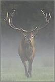 in Blickkontakt... Rothirsch *Cervus elaphus*