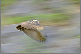 leiser Flug... Uhu *Bubo bubo*