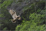 aufwärts... Uhu *Bubo bubo*