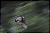 Abschied... Uhu *Bubo bubo*