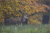 Herbstlaub... Rothirsch *Cervus elaphus*