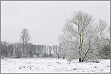 Winter am Niederrhein... Ilvericher Rheinschlinge *Meerbusch*