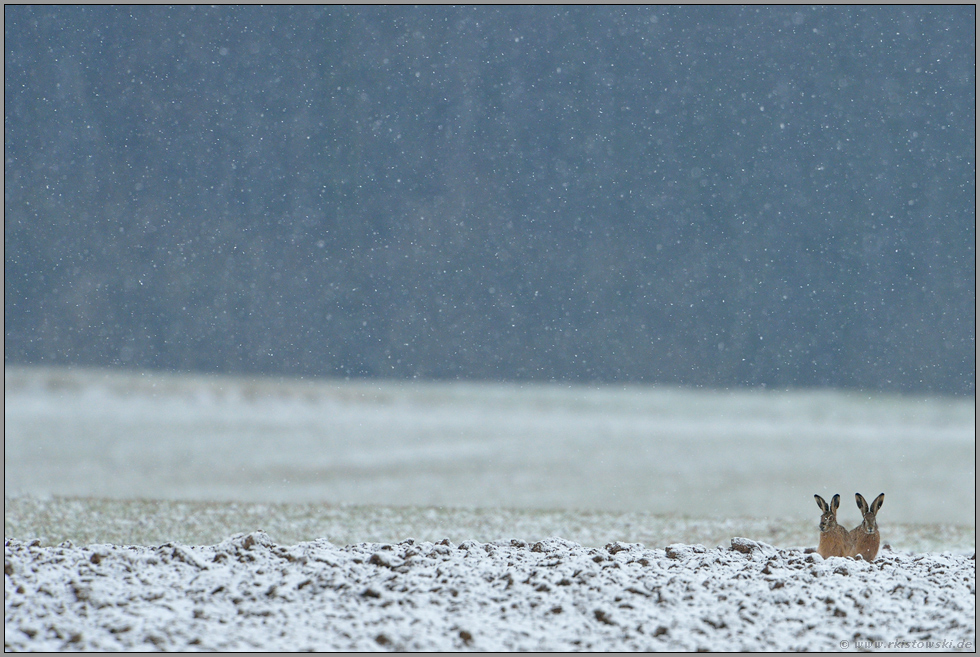 draußen im Feld Feldhasen Lepus europaeus (wwwwunderbareerde draußen im Feld Feldhasen Lepus europaeus (wwwwunderbareerde