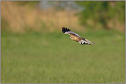 im Suchflug... Rohrweihe *Circus aeruginosus*