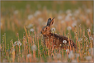 Morgenlicht... Feldhase *Lepus europaeus*