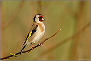 stolz...  Stieglitz *Carduelis carduelis*