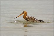 kühles Bad... Uferschnepfe *Limosa limosa*