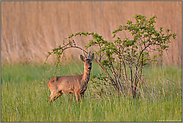 Schicksal... Rehbock * Capreolus capreolus*