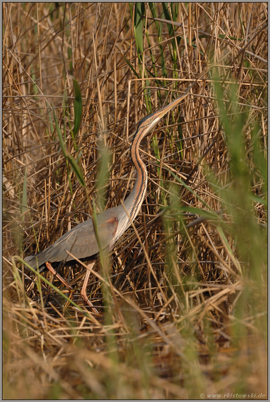 perfekt getarnt... Purpurreiher *Ardea Pupurea*