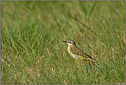 das Weibchen... Schafstelze *Motacilla flava*