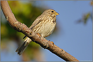 von unten... Grauammer *Emberiza calandra*