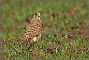 auf dem Feld... Turmfalke *Falco tinnunculus*