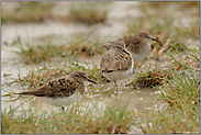 bei trübem Wetter... Temminckstrandläufer *Calidris temminckii*