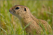 Abschied... Europäisches Ziesel *Spermophilus citellus*