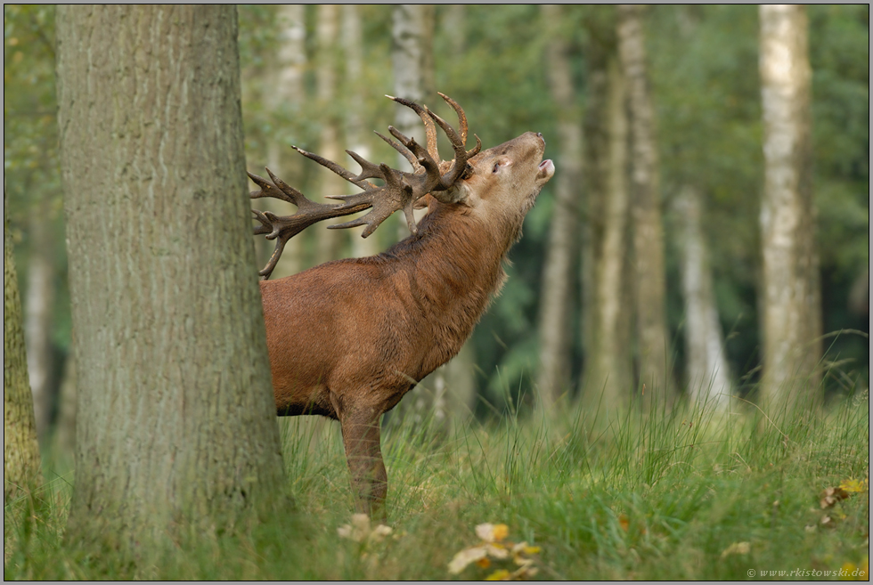 der Brunftschrei Rothirsch *Cervus elaphus*