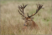 Wächter... Rothirsch *Cervus elaphus*