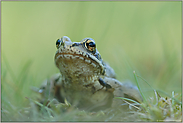 früh unterwegs... Grasfrosch *Rana temporaria*