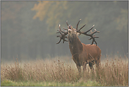 Hochbrunft... Rothirsch *Cervus elaphus*