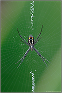 im Gespinnst... Wespenspinne *Argiope bruennichi*