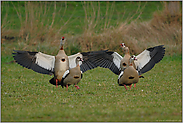 Zeter und Mordio... Nilgänse *Alopochen aegyptiacus*