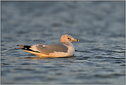 noch ein Wintergast... Sturmmöwe *Larus canus*