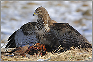 alles meins... Mäusebussard *Buteo buteo*