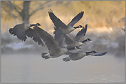 ein Wintermorgen... Kanadagänse *Branta canadensis*