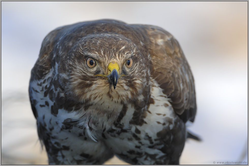 Aug' in Aug'... Mäusebussard *Buteo buteo*