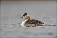 trübes Wetter... Haubentaucher *Podiceps cristatus*