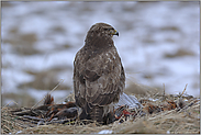 Stille... Mäusebussard *Buteo buteo*