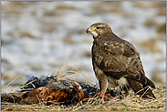 harte Zeiten... Mäusebussard *Buteo buteo*