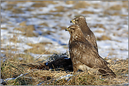 im Doppelpack... Mäusebussarde *Buteo buteo*