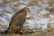 Ansitzjäger... Mäusebussard *Buteo buteo*