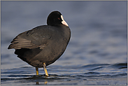 leicht verlegen... Blässralle *Fulica atra*