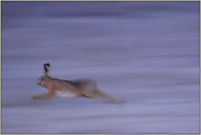 ganz schön schnell (1/3)... Feldhase *Lepus europaeus*