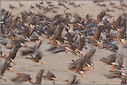 am  Niederrhein... Wildgänse *arktische Gänse*