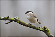 zum verwechseln ähnlich... Sumpfmeise *Poecile palustris*