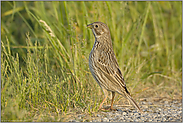 keck'... Grauammer *Emberiza calandra*