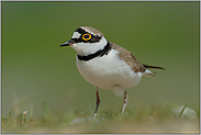 Bodenbrüter "Vogel des Jahres 1993"... Flussregenpfeifer *Charadrius dubius*