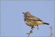 hoch oben... Blaukehlchen *Luscinia svecica*