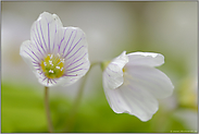 ganz schön zimperlich... Waldsauerklee *Oxalis acetosella*