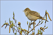 oben auf der Birke... Fitis *Phylloscopus trochilus*