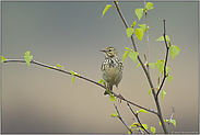 hallo Herr Nachbar... Baumpieper *Anthus trivialis*