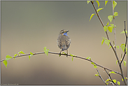 der Blick zurück... Blaukehlchen *Luscinia svecica*