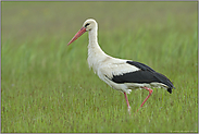 Adebar... Weißstorch *Ciconia ciconia*