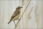 auf Beutefang... Braunkehlchen *Saxicola rubetra*