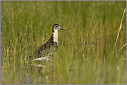 im Ried... Kampfläufer *Philomachus pugnax*